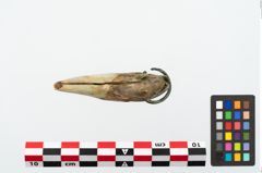 Foto von Bärenzahnanhänger (NHMW-PRAE-025355)